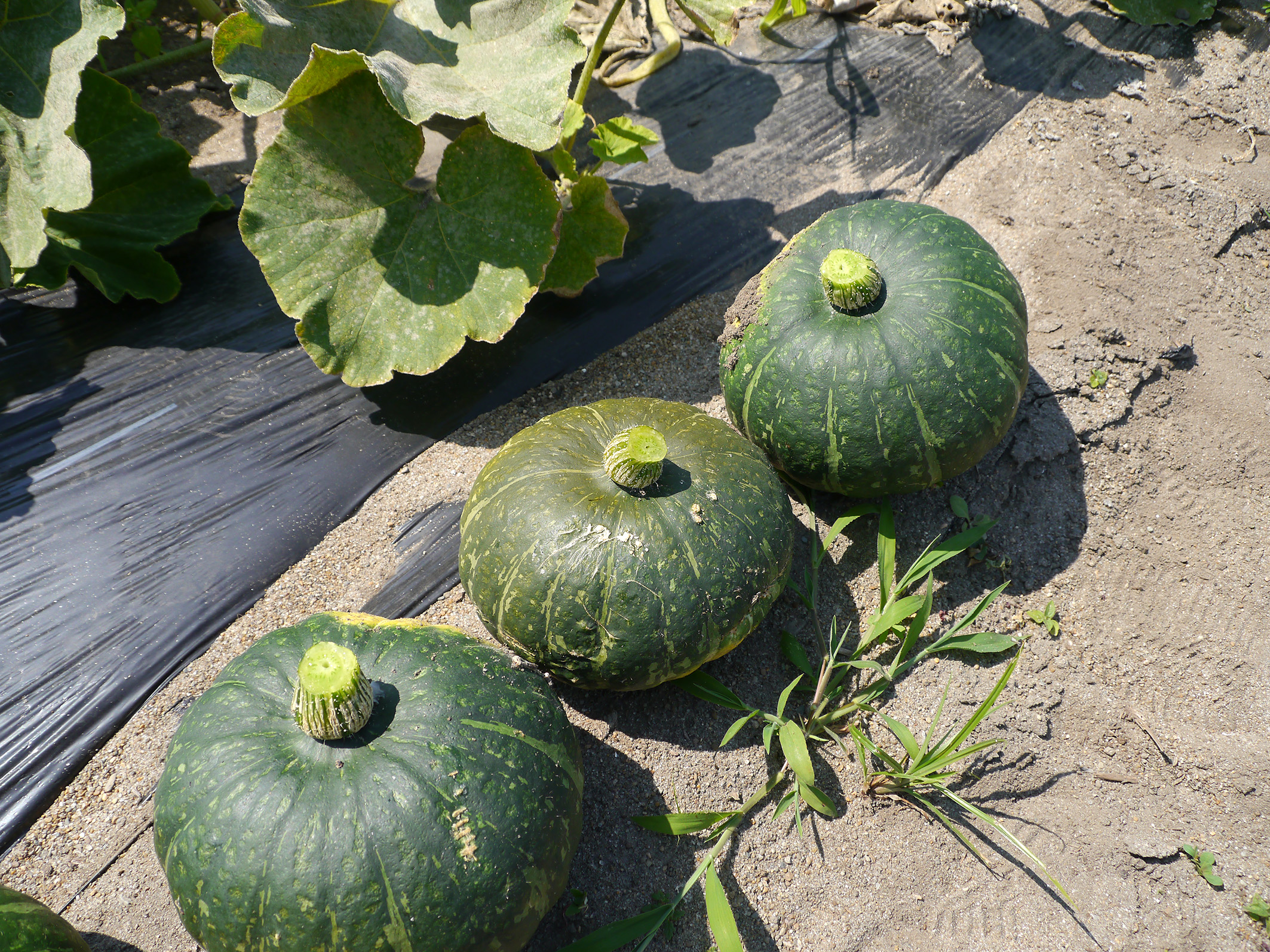 カボチャ収穫② | WATALISブログ